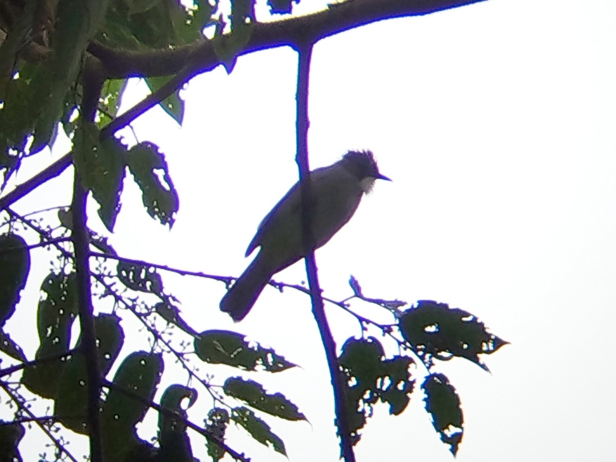 Оливник сірий - ML646509227