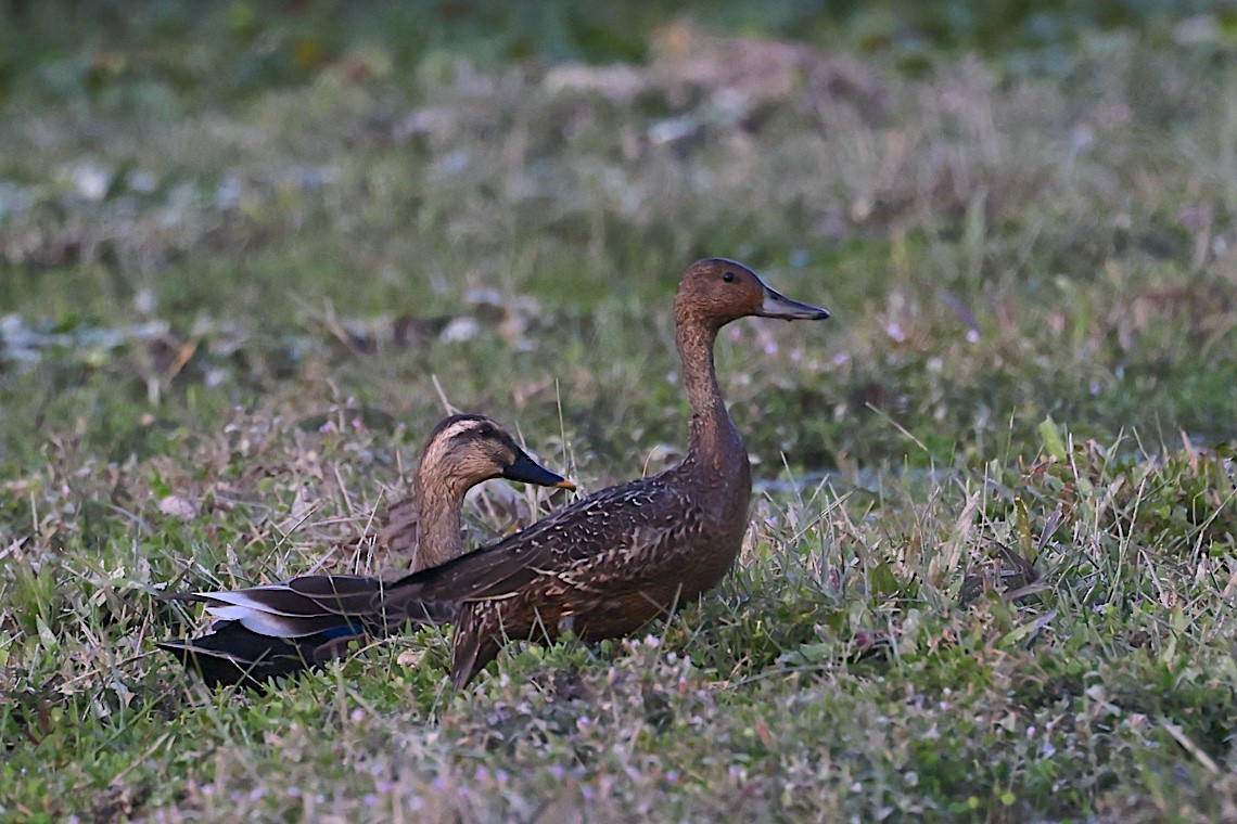 Canard pilet - ML646509228