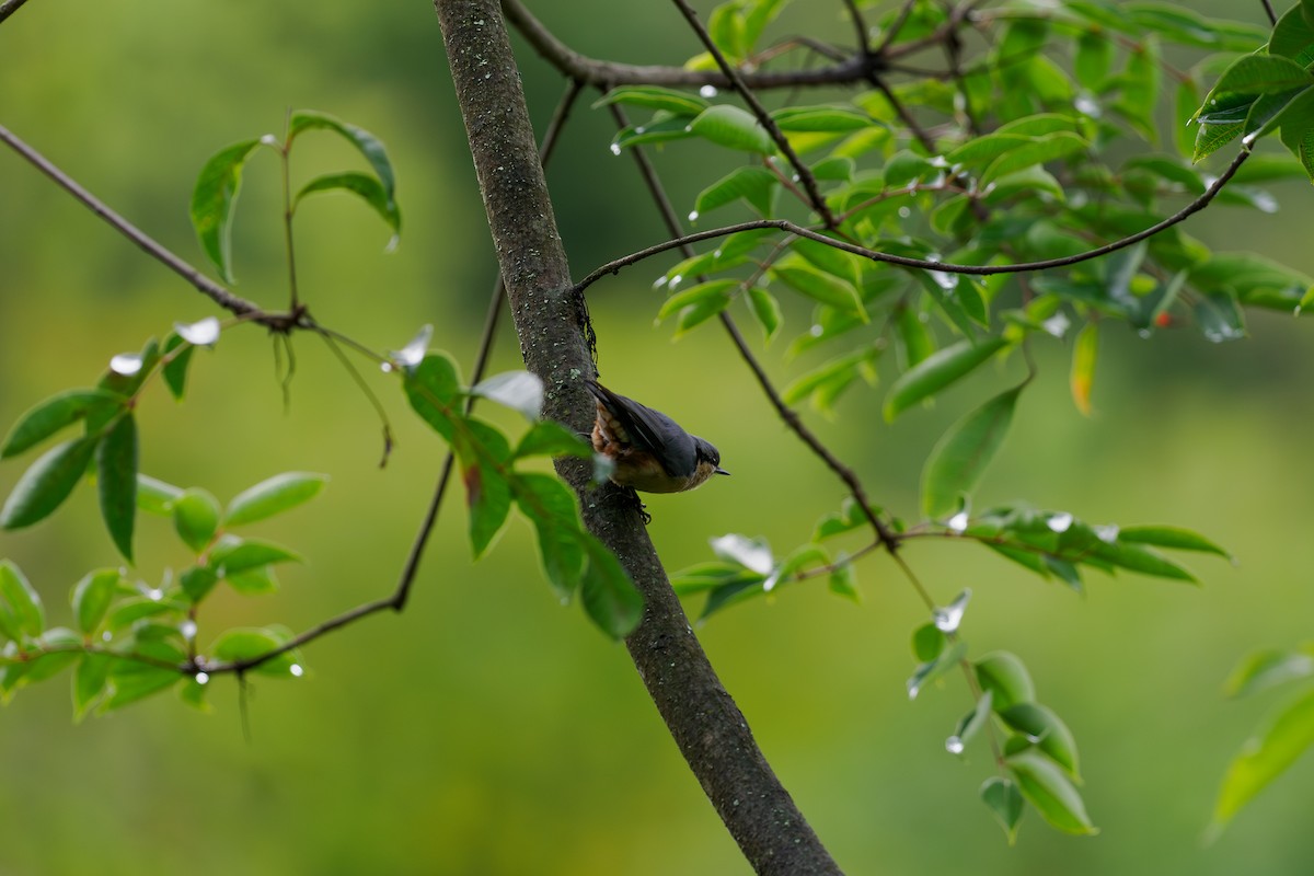 Sittelle des Naga - ML646509229