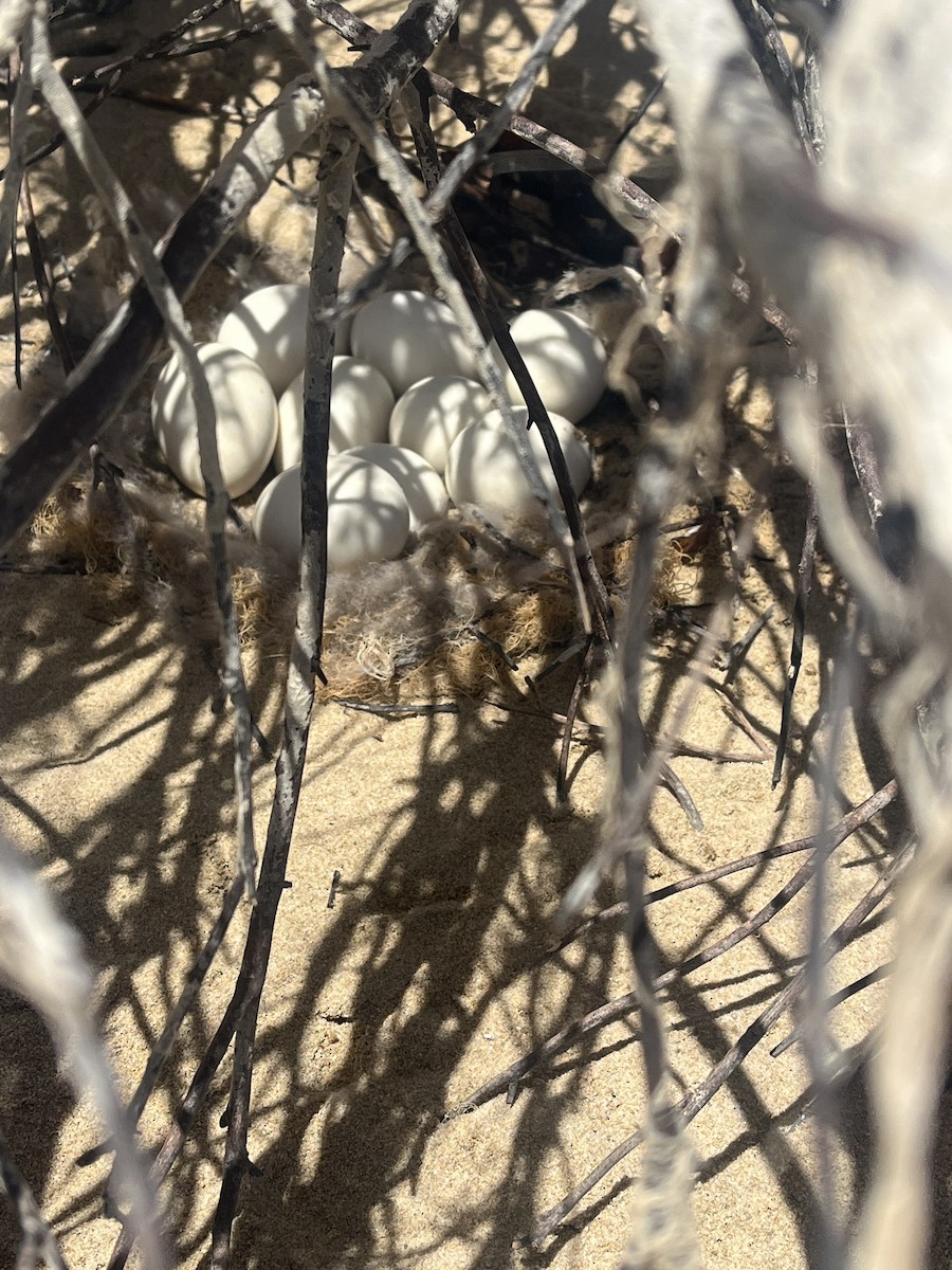 Ouette d'Égypte - ML646509230