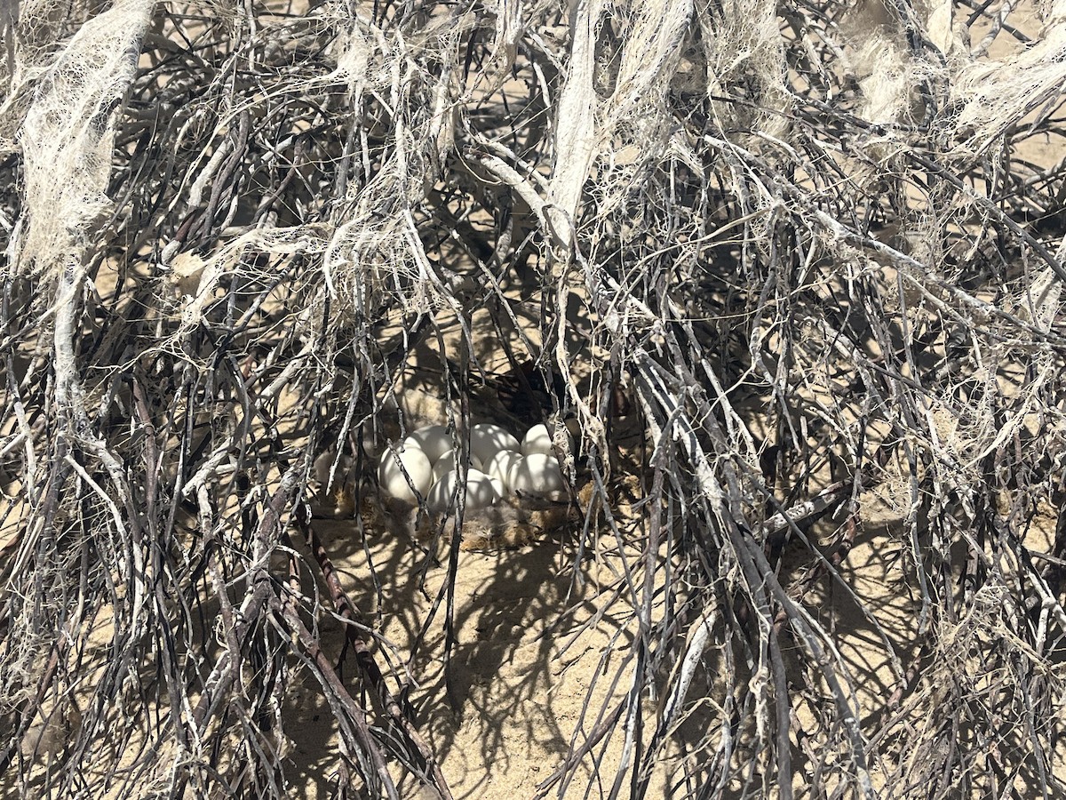 Ouette d'Égypte - ML646509231