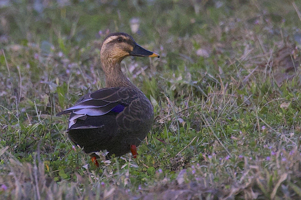 Canard de Chine - ML646509233
