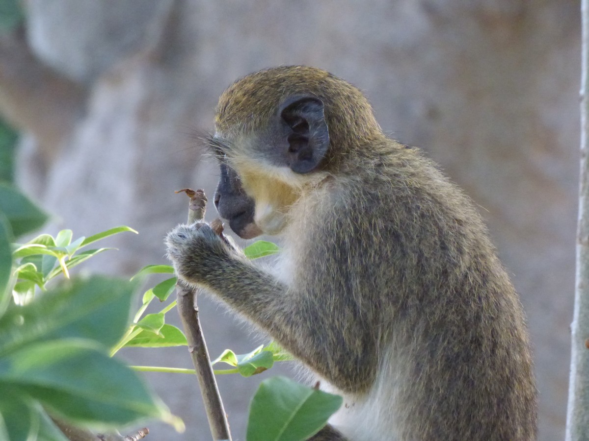 Mammals - ML646509234