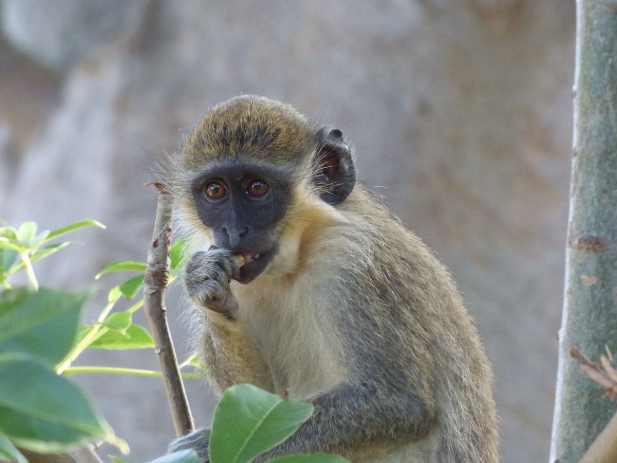 Mammals - ML646509235