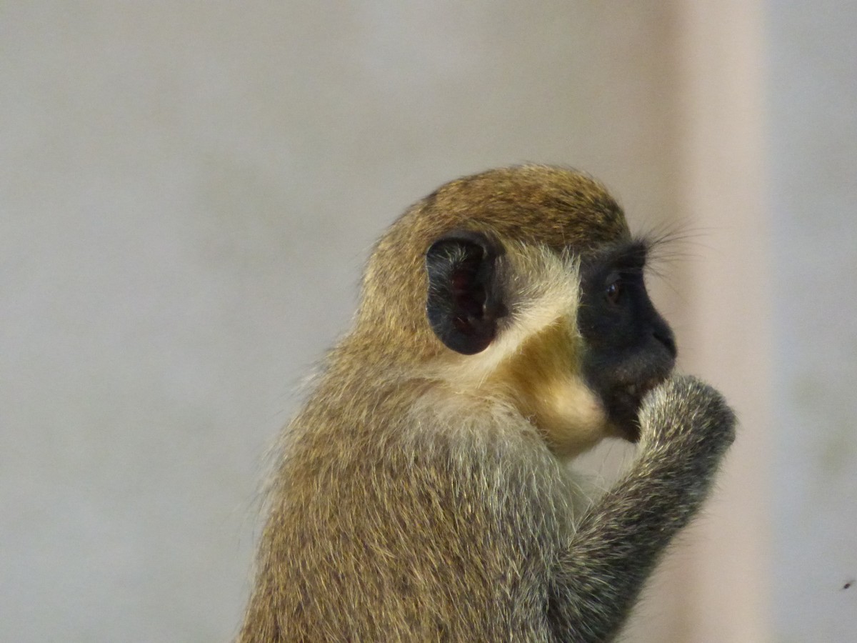 Mammals - ML646509236