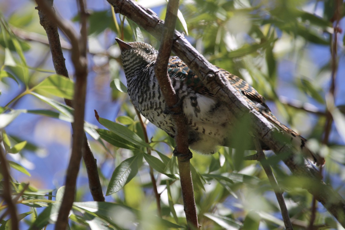 Coucou de Klaas - ML646509238