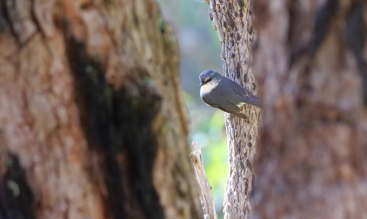 Miro à poitrine blanche - ML646509240