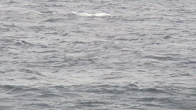 Atlantik Boz Yelkovanı - ML646509241