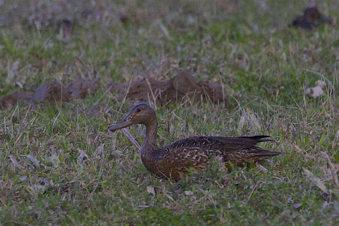 Canard pilet - ML646509242