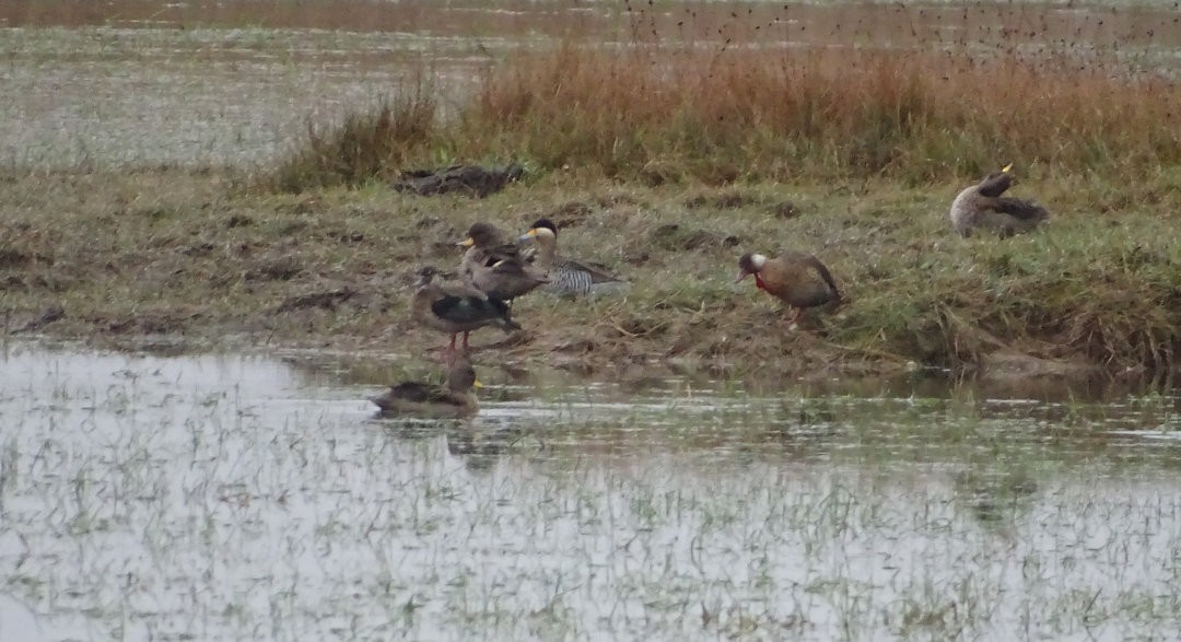 Sarcelle bariolée - ML646509243