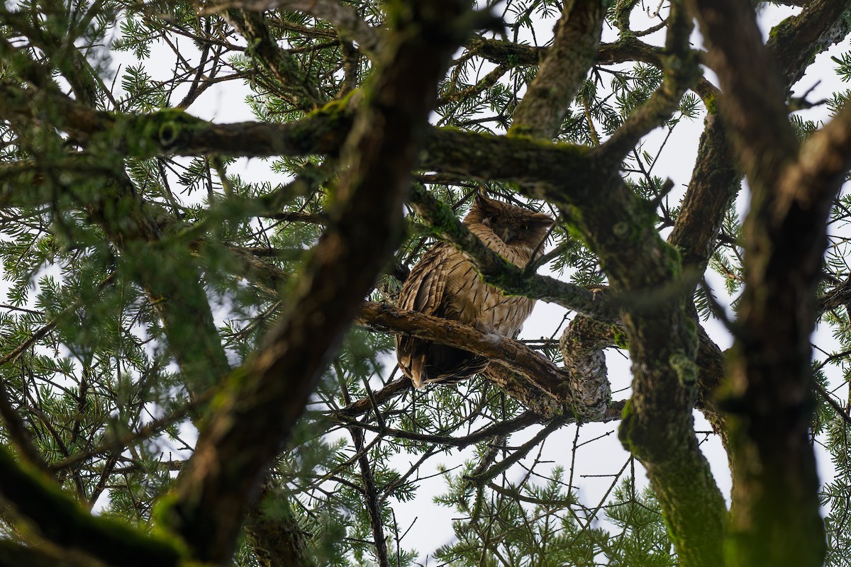 Grand-duc brun - ML646509244