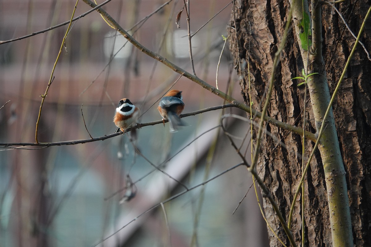 Orite à tête rousse - ML646509245