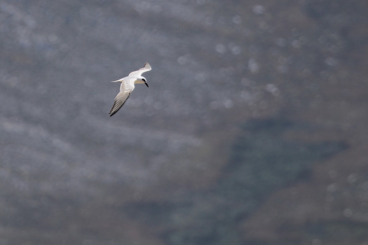 Sterne hansel - ML646509246