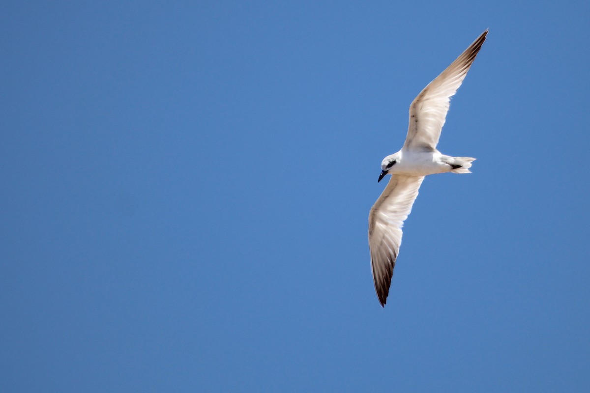 Sterne hansel - ML646509247