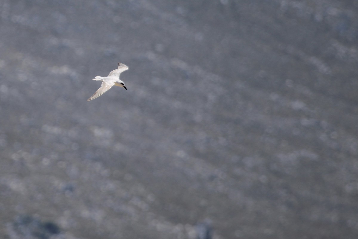 Sterne hansel - ML646509248