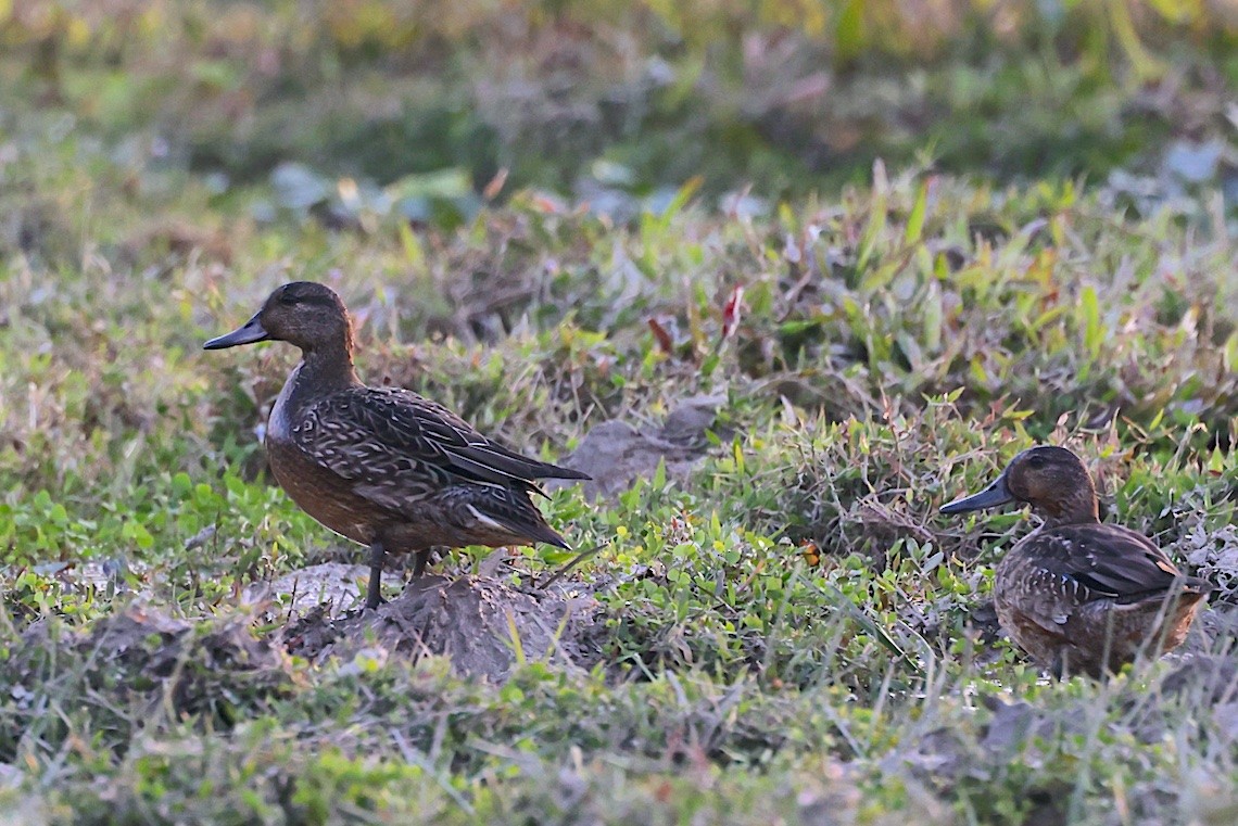 Sarcelle d'hiver (crecca) - ML646509250