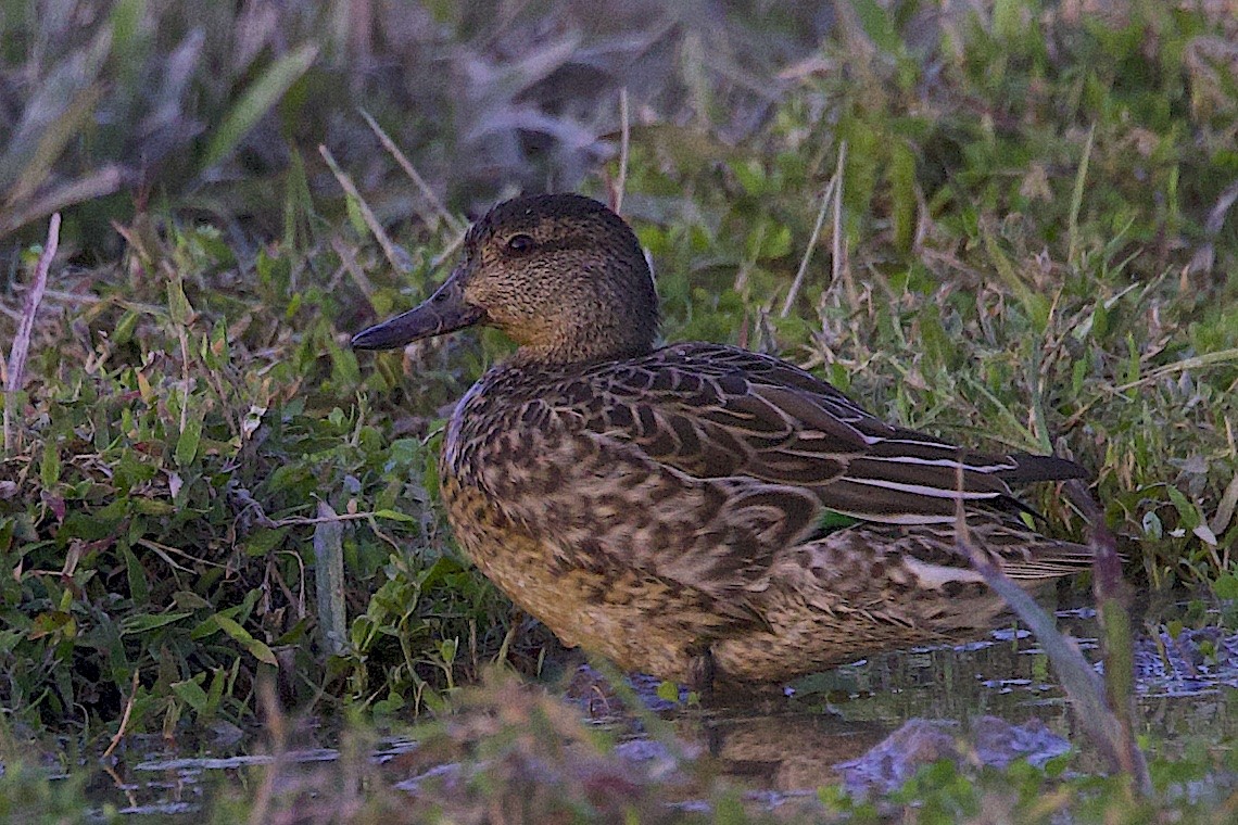 Sarcelle d'hiver (crecca) - ML646509251