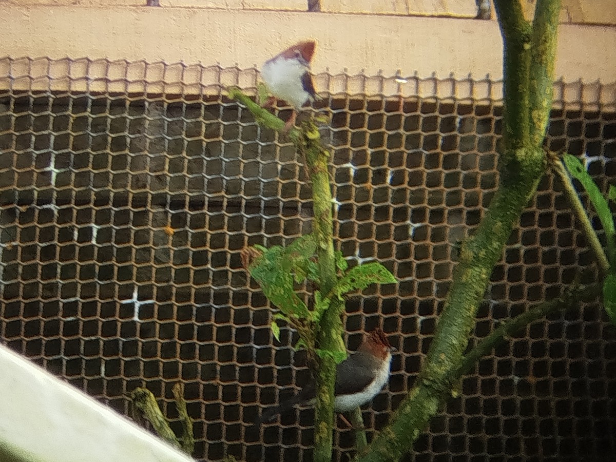 Yuhina de Bornéo - ML646509252