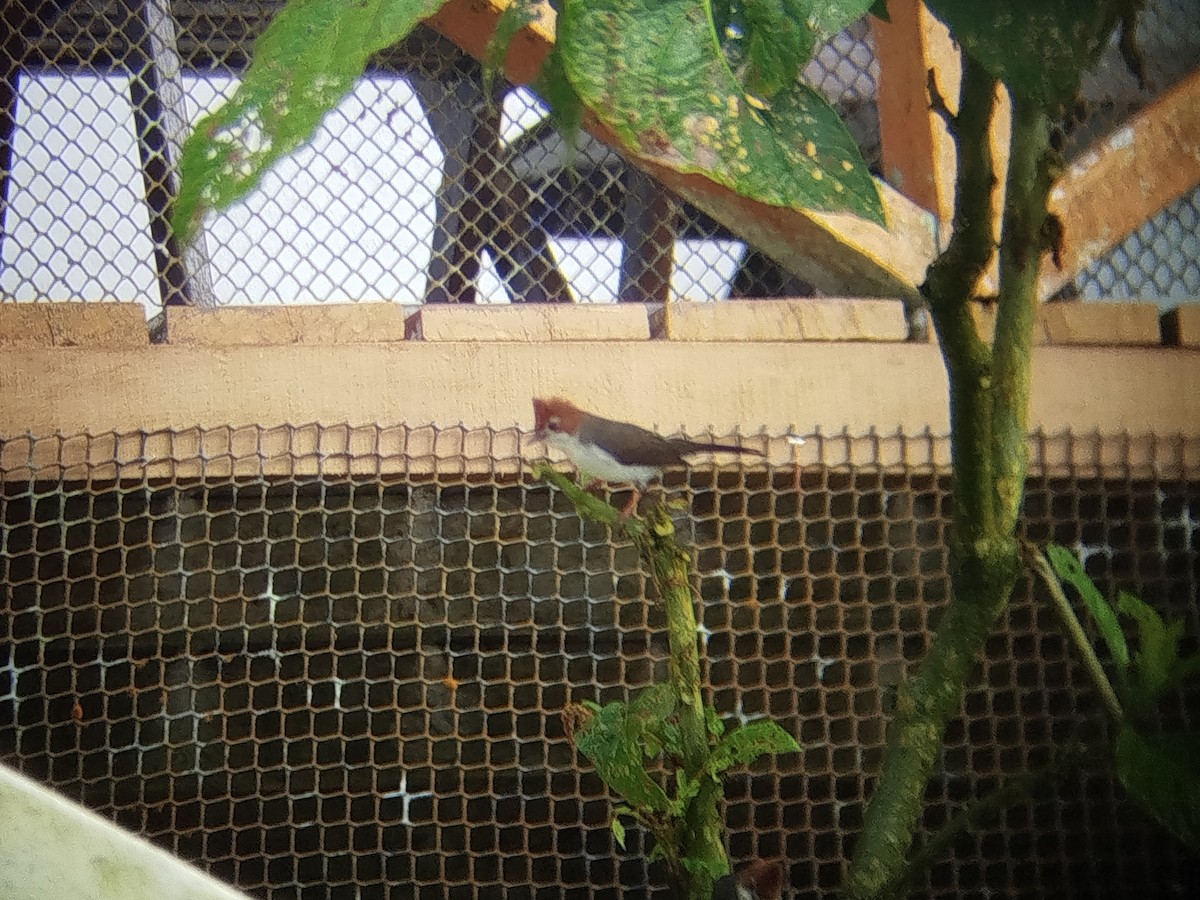 Yuhina de Bornéo - ML646509253