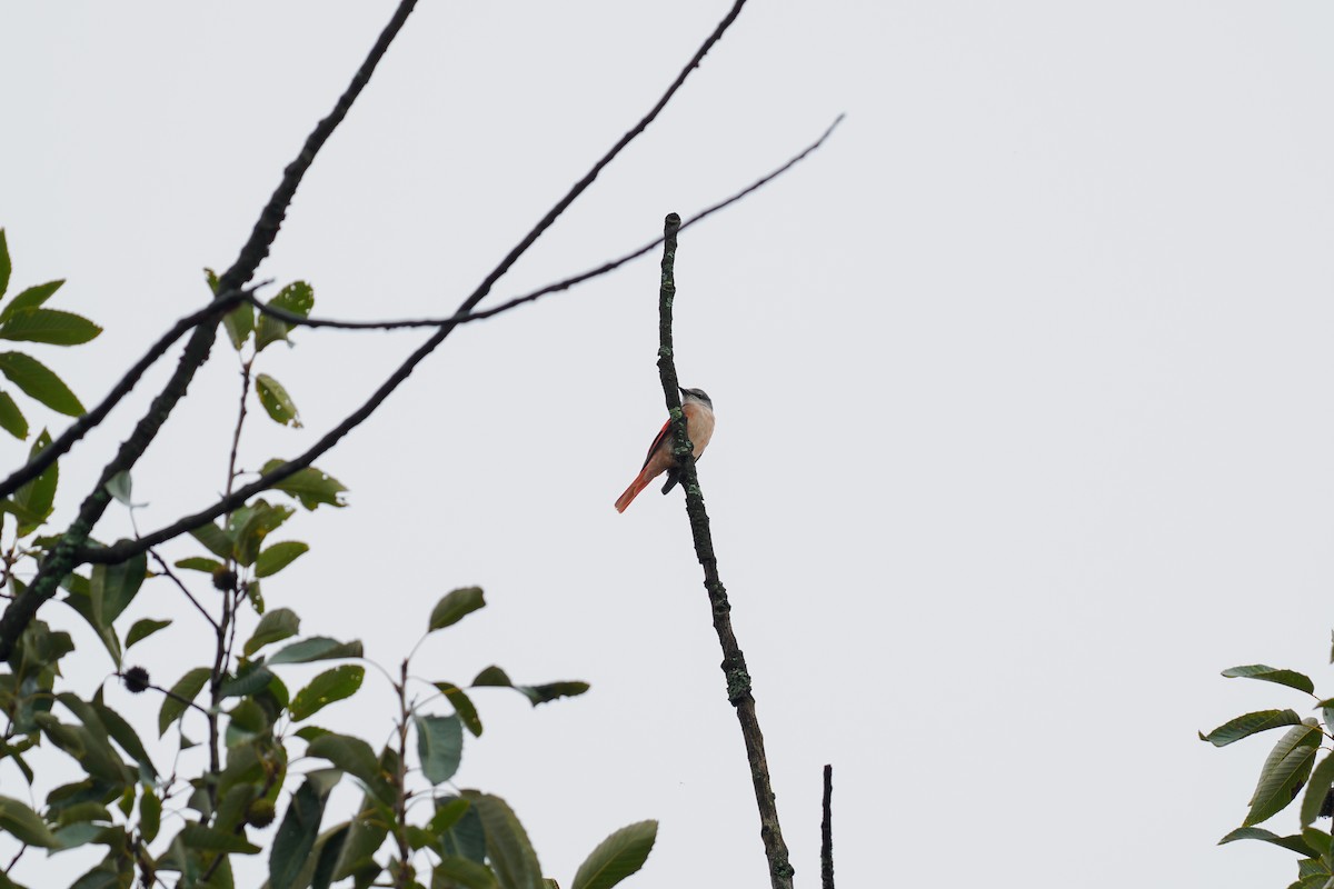 Minivet rose - ML646509255