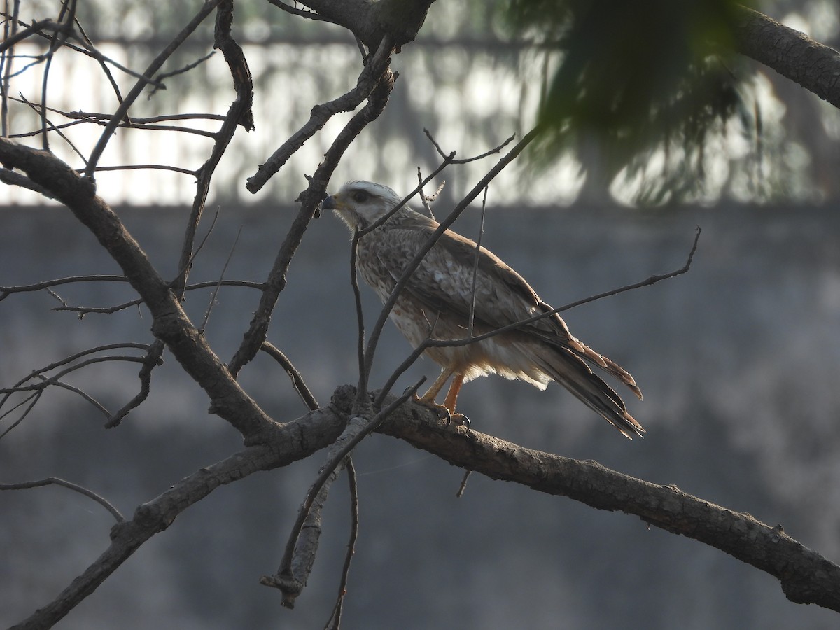 Busautour aux yeux blancs - ML646509256