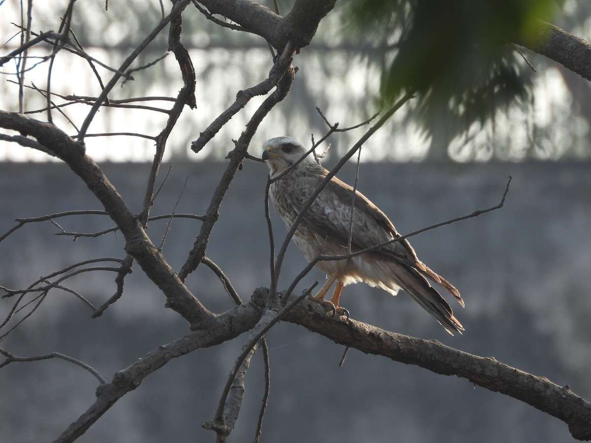 Busautour aux yeux blancs - ML646509257