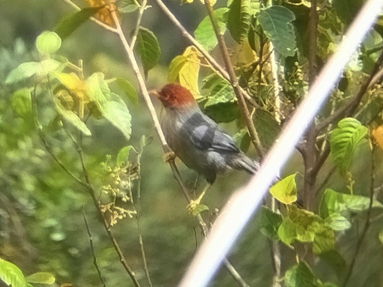 Garrulaxe de Treacher - ML646509258