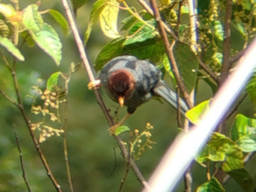 Garrulaxe de Treacher - ML646509259