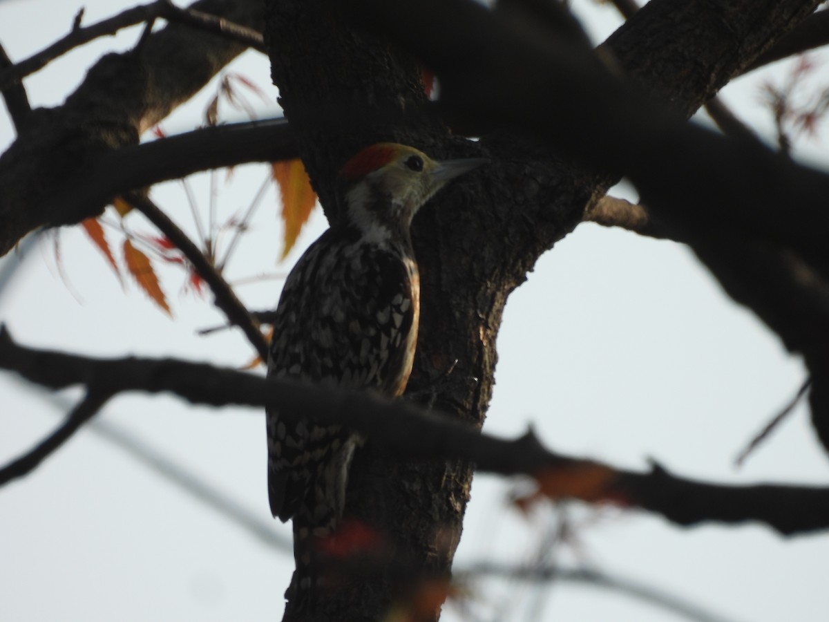 Pic mahratte - ML646509260