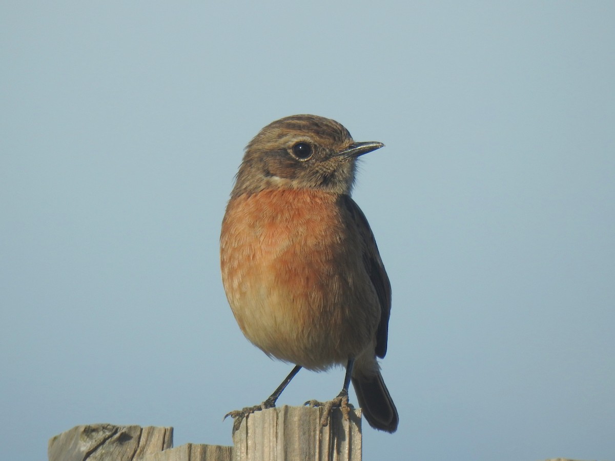 Tarier pâtre - ML646509261