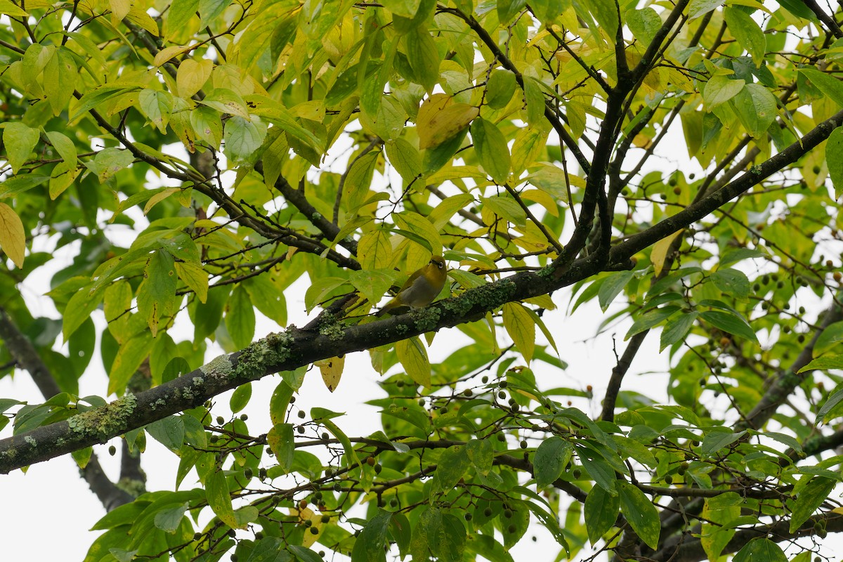 Zostérops oriental - ML646509262