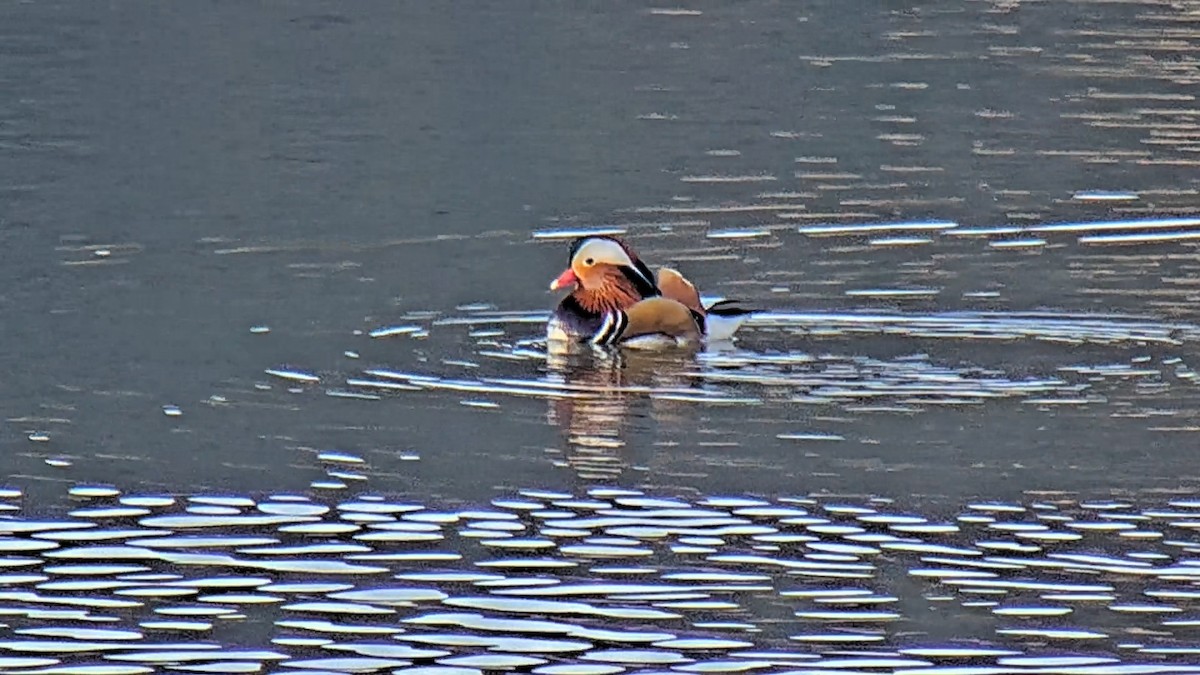 Mandarin Ördeği - ML646509263