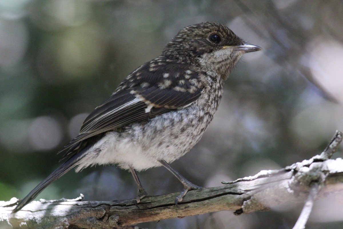 Fiscal Flycatcher - ML646509264