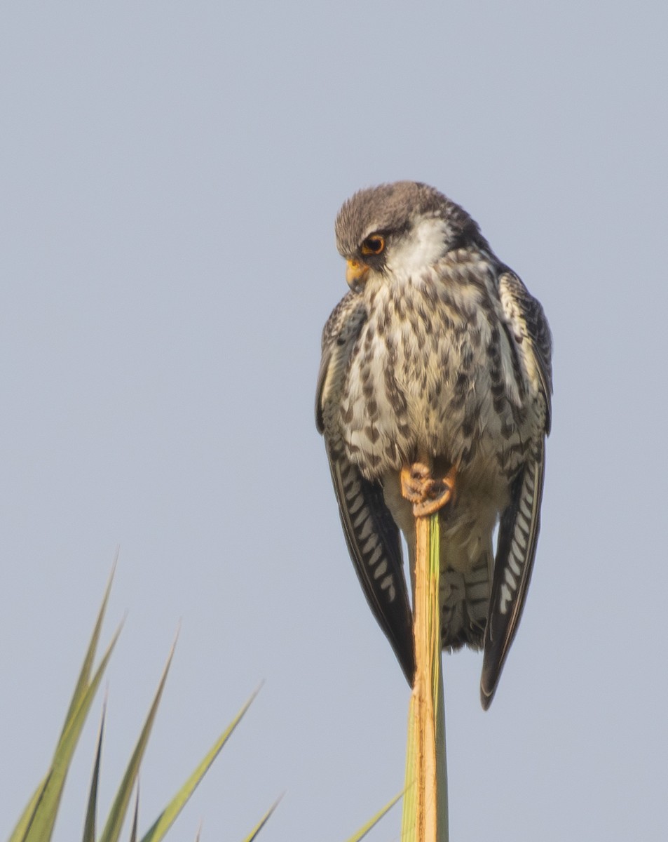 Amur Falcon - ML646509267