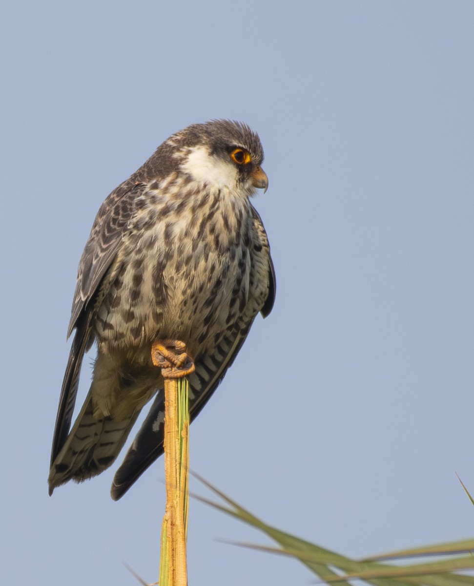 Amur Falcon - ML646509268