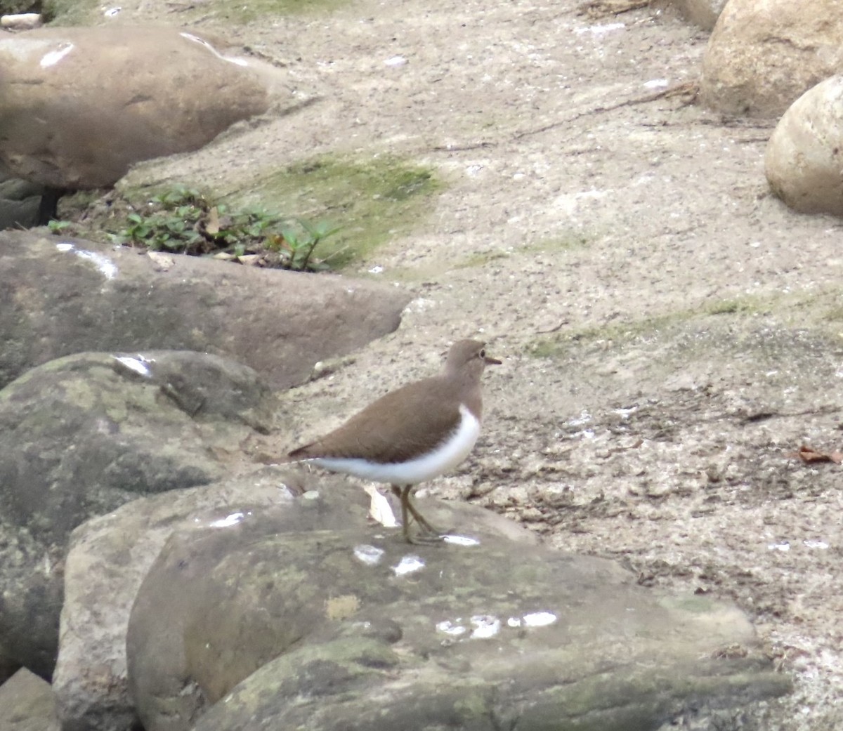 Набережник палеарктичний - ML646509269