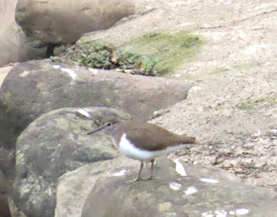 Набережник палеарктичний - ML646509270