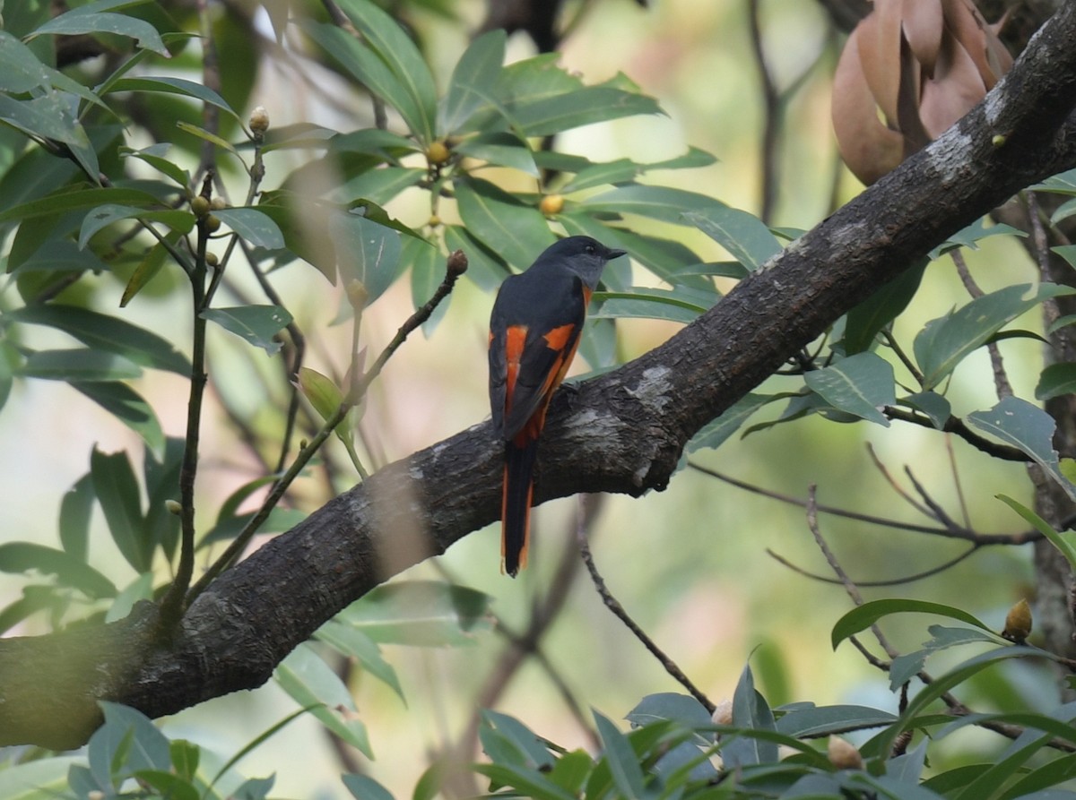 Gray-chinned Minivet - ML646509271
