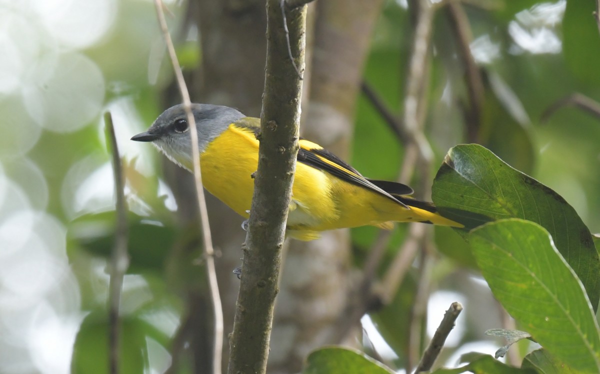Gray-chinned Minivet - ML646509272