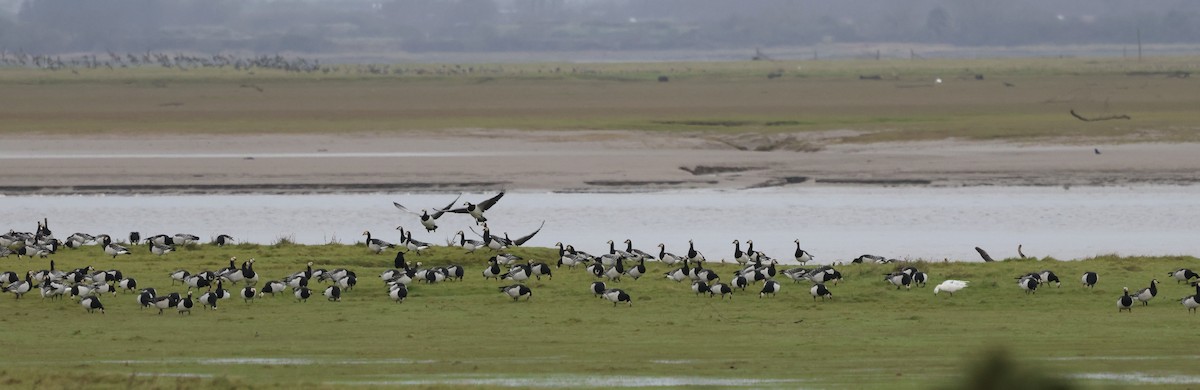 Barnacla Cariblanca - ML646509273
