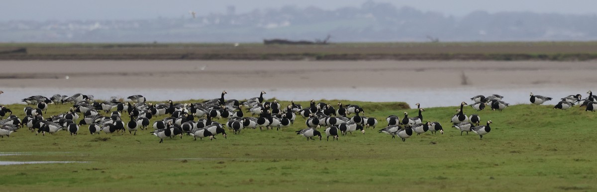 Barnacla Cariblanca - ML646509274