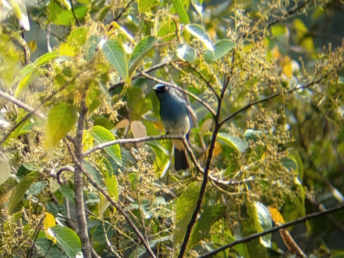 Мухоловка індигова - ML646509276