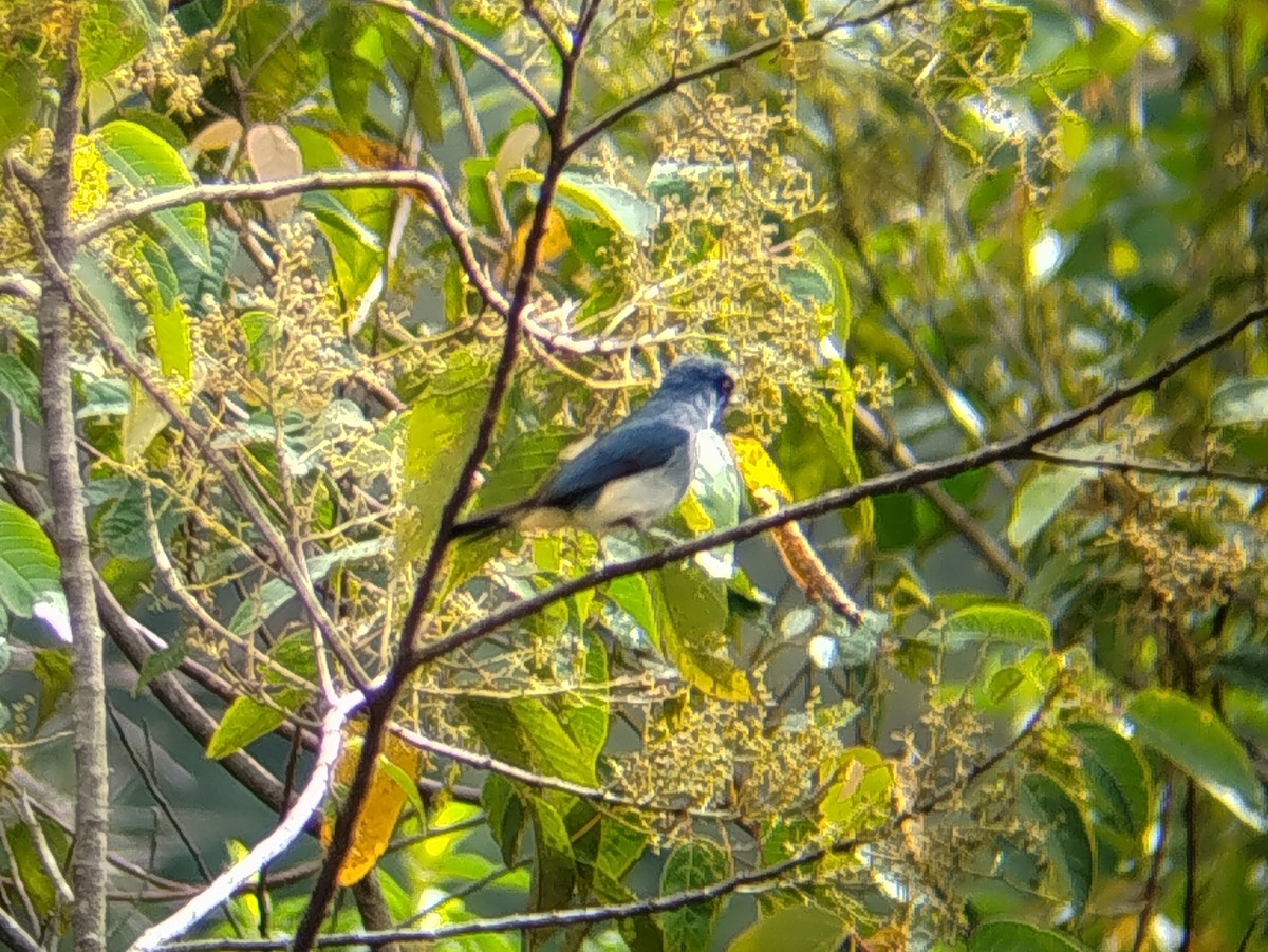 Мухоловка індигова - ML646509277