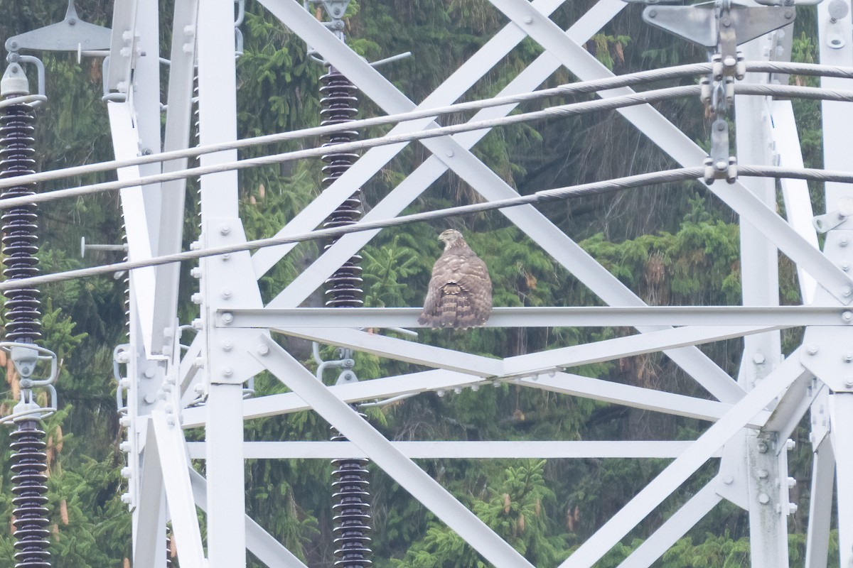 Eurasian Goshawk - ML646509280