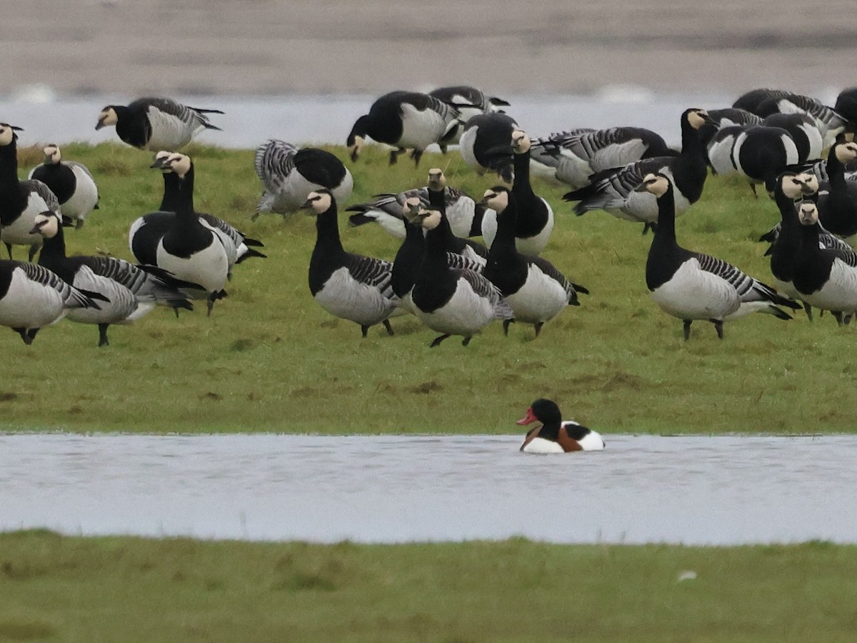 Tarro Blanco - ML646509281