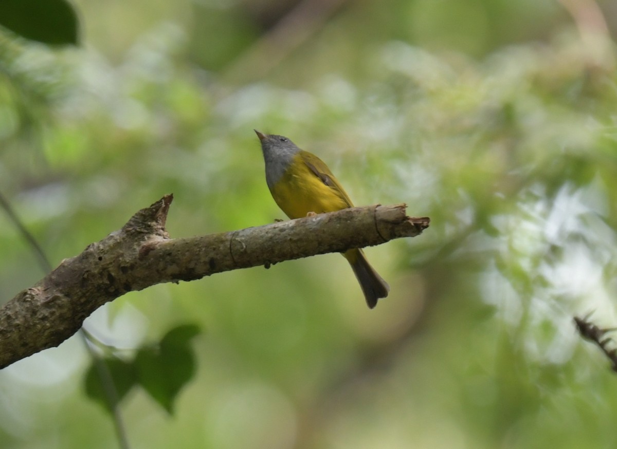 Gray-headed Canary-Flycatcher - ML646509282