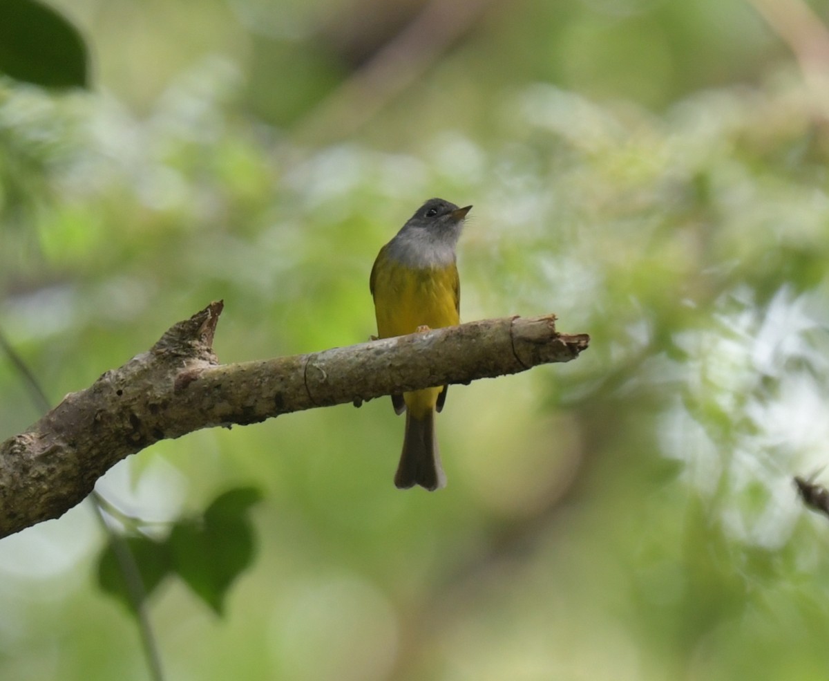 Gray-headed Canary-Flycatcher - ML646509283