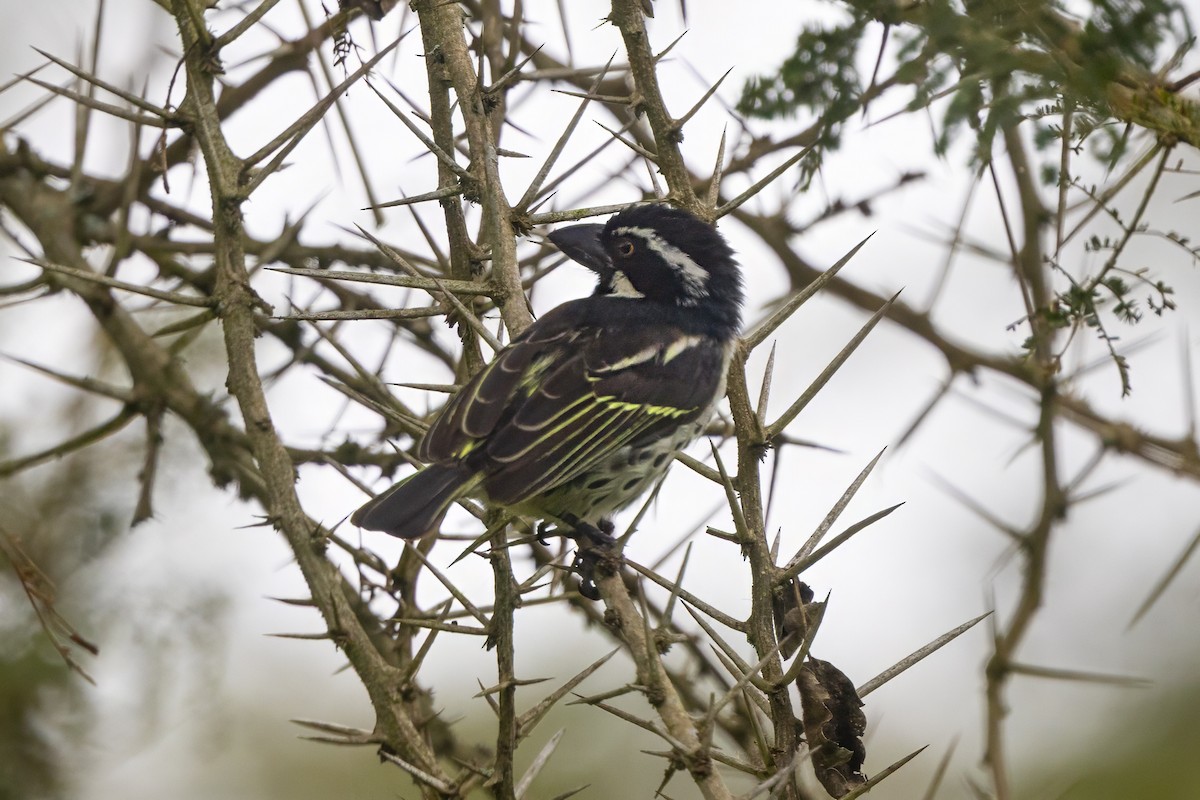 Barbican funèbre - ML646509286