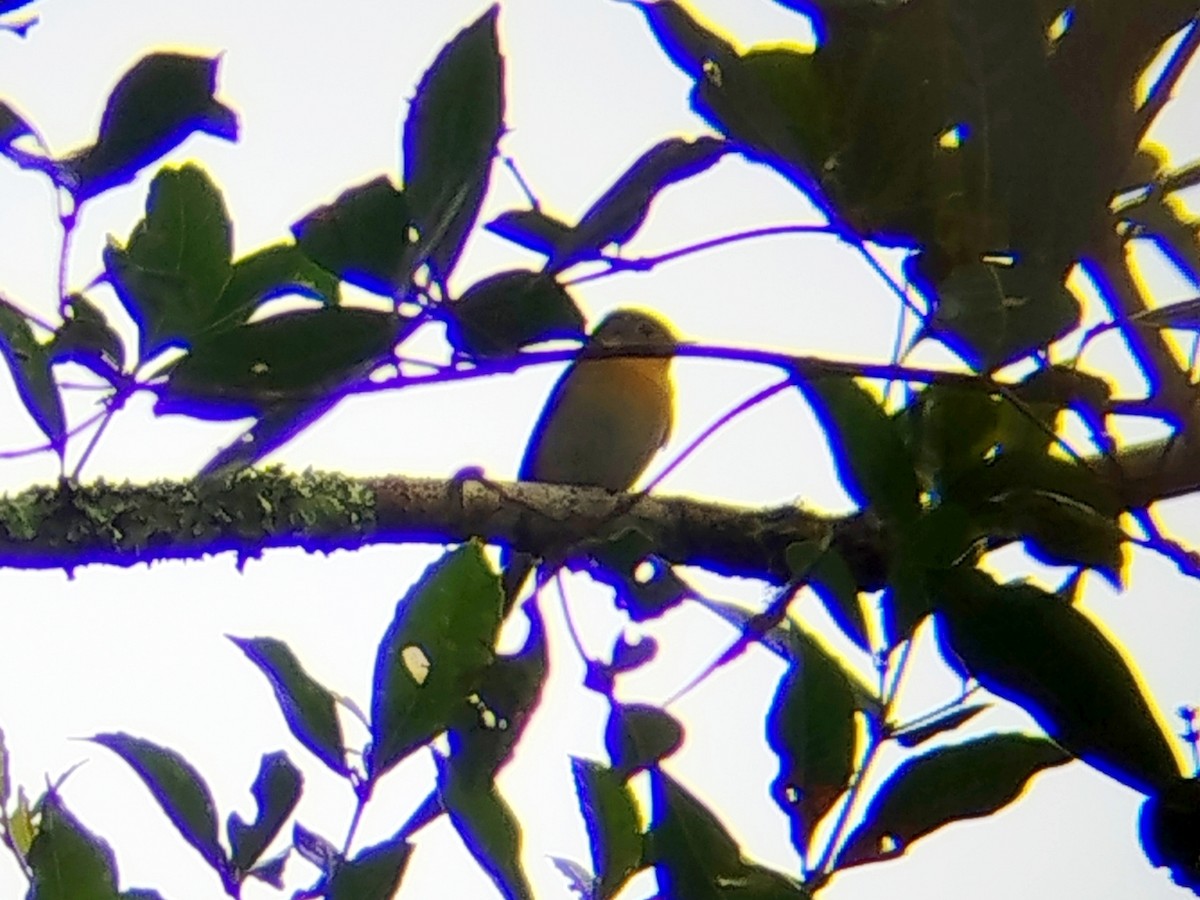 Мухоловка тайгова - ML646509287