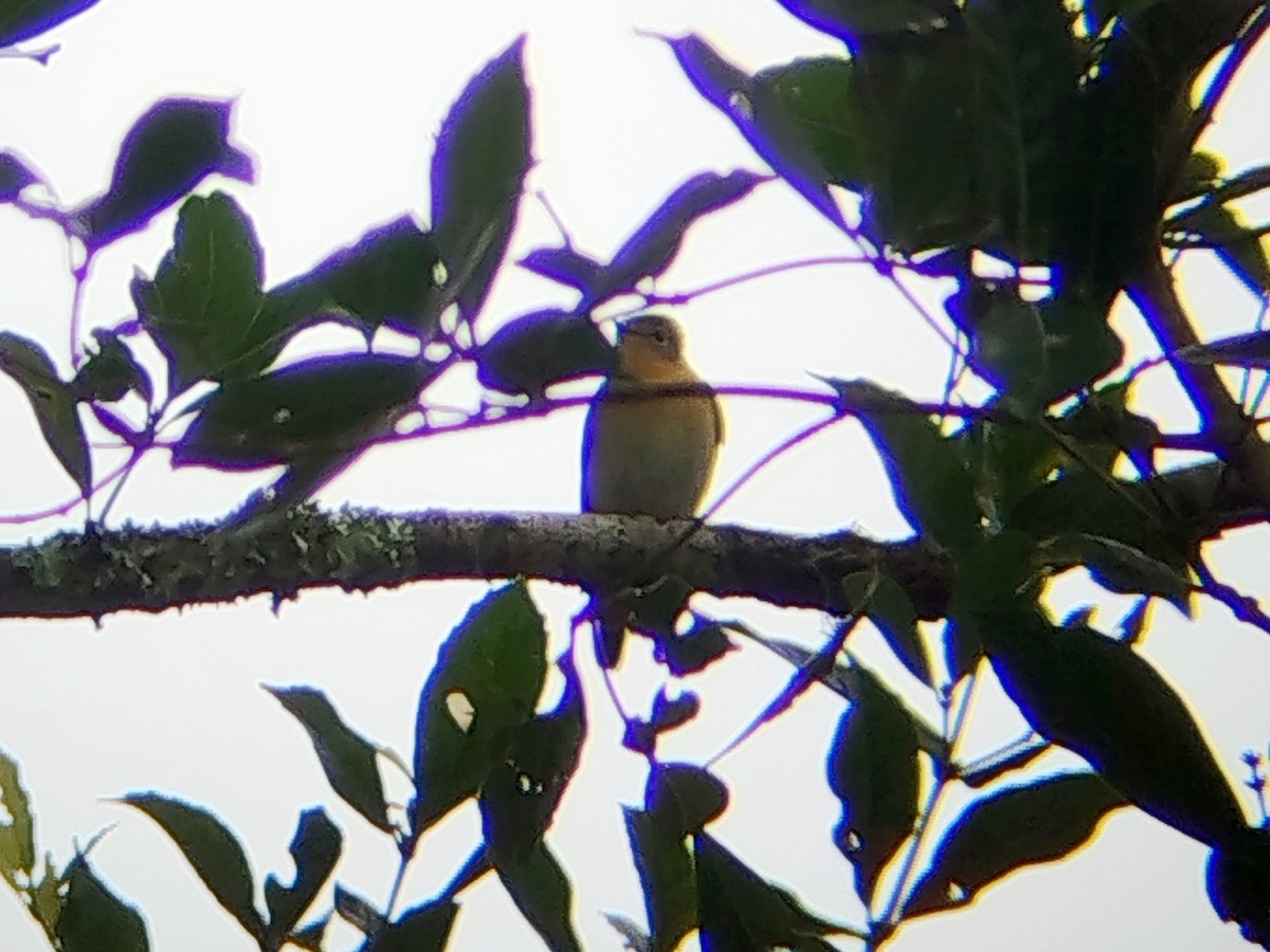 Мухоловка тайгова - ML646509288